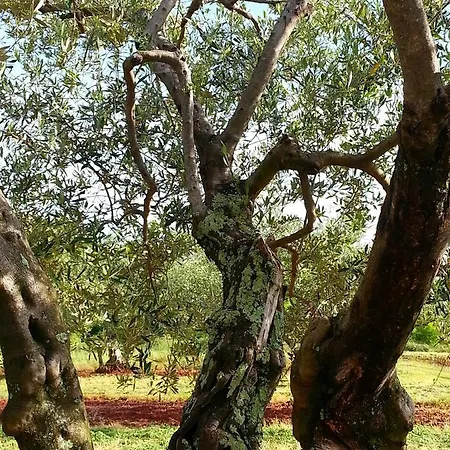 House Nono Bepo In Small Istrian Village * Brtonigla