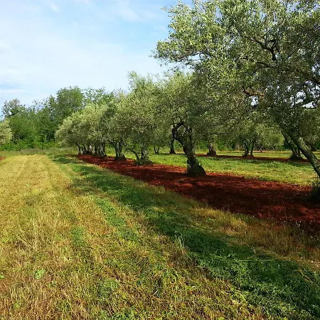 펜션 House Nono Bepo In Small Istrian Village